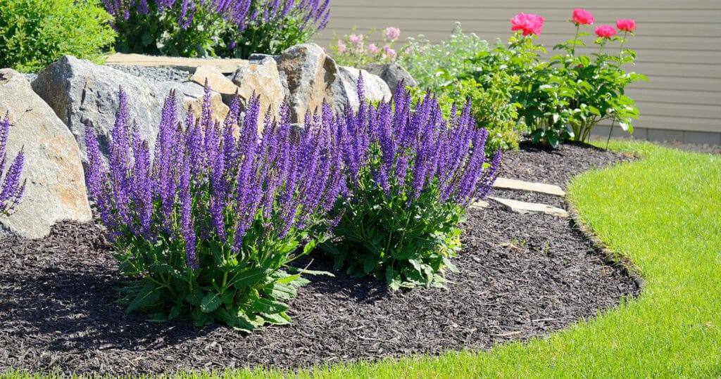 A Variety of Plants in a Garden