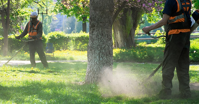 Landscapers Working in a Yard