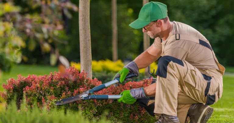 professional landscaper prunes bush